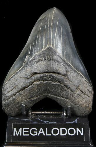 Serrated Megalodon Tooth - Georgia #39442